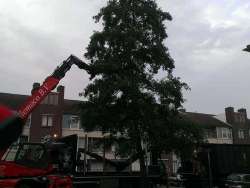 bomen kappen rooien